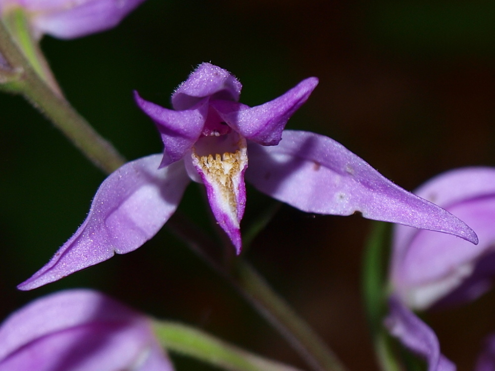 Ma le Cephalanthera mordono?